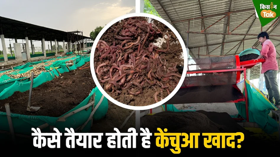 वर्मी कंपोस्ट बनाकर कर सकते हैं लाखों की कमाई, शुरू से जानिए खाद बनाने और बेचने का फॉर्मूला
